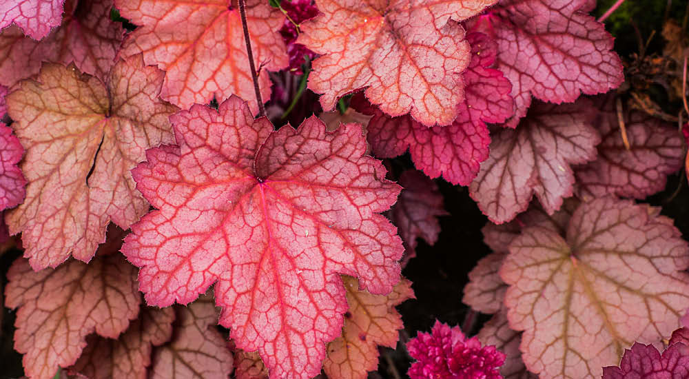 plant-focus-heuchera plant-focus-heuchera