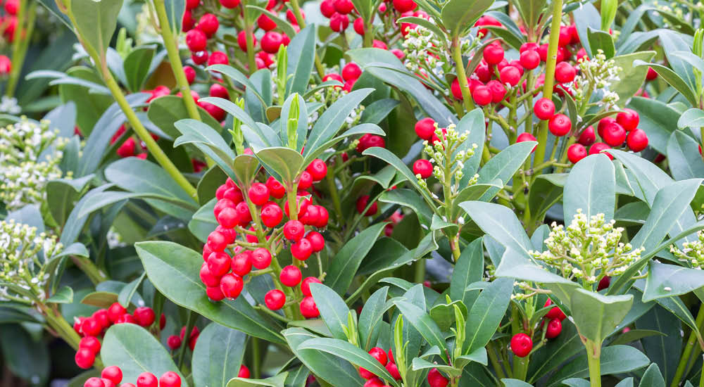 plant-focus-skimmia plant-focus-skimmia