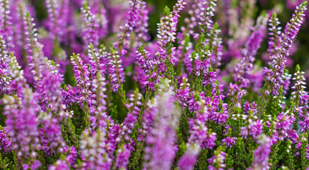 plant-focus-heathers