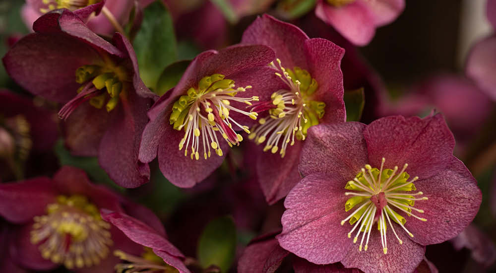 plant-focus-hellebores