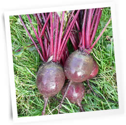 beetroot-cardeal-sow