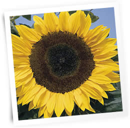 sunflower-sow
