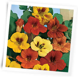 Nasturtium-Tall-sow