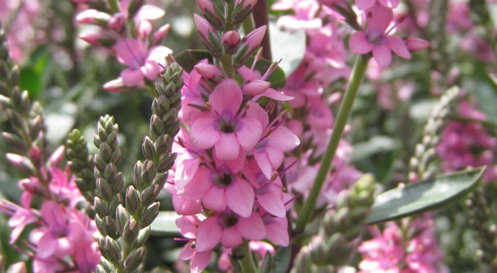 plant-focus-hebe plant-focus-hebe