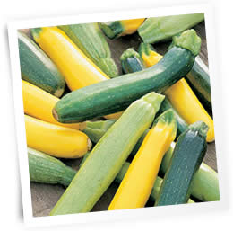 Courgette-Tristar-sow