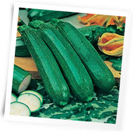 Courgette-Zucchini-sow