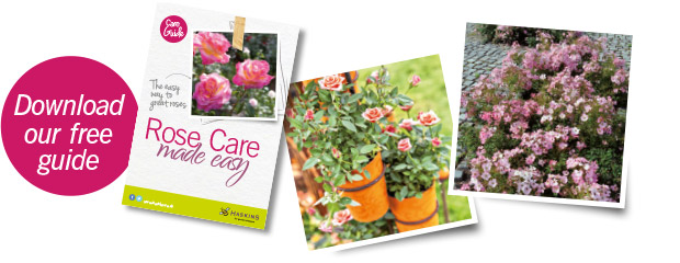 download-rose-care-guide