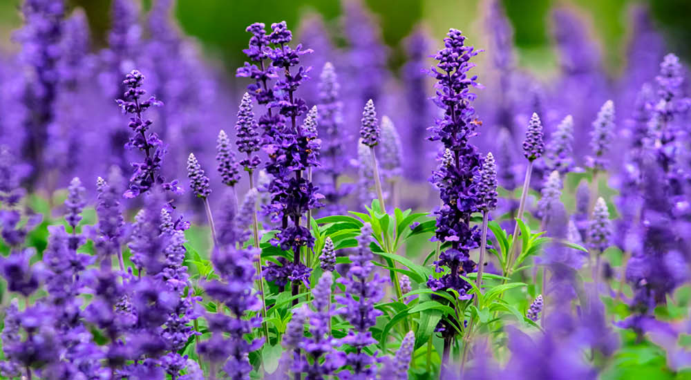plant-focus-salvias plant-focus-salvias