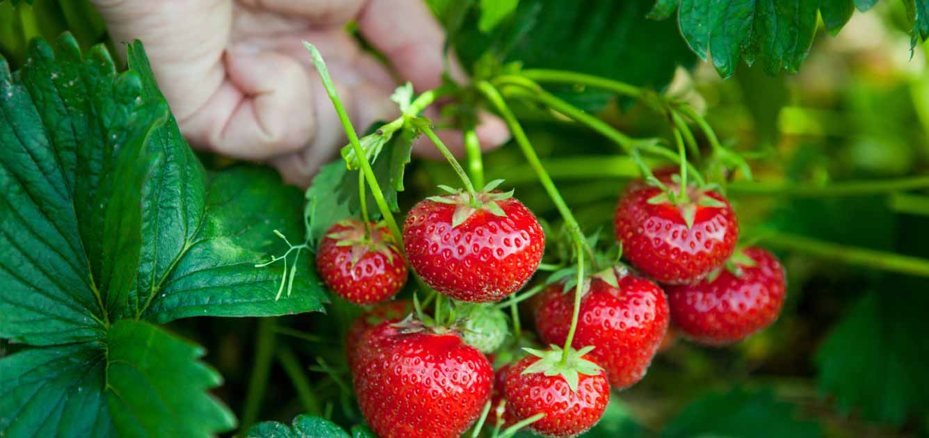 How to Grow Your Own Raspberries