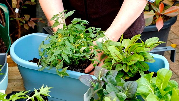 Step-4---Create-interest-by-adding-some-trailing-plants