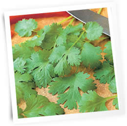 coriander-sow