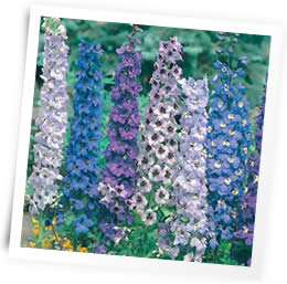 delphinium-sow