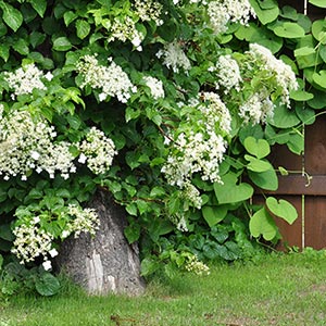 hydrangeas-2