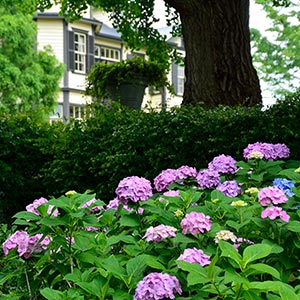 hydrangeas-3