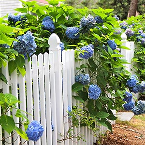 hydrangeas-4