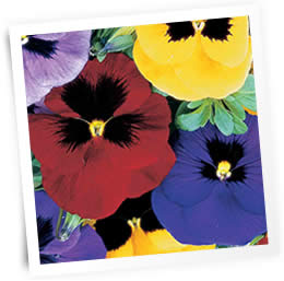 pansy-winter-sow