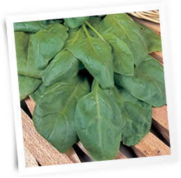 spinach-sow