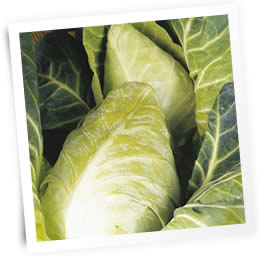 spring-cabbage-sow