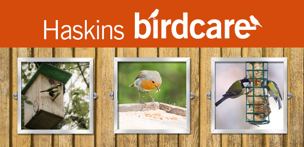 wild-bird-care-news wild-bird-care-news