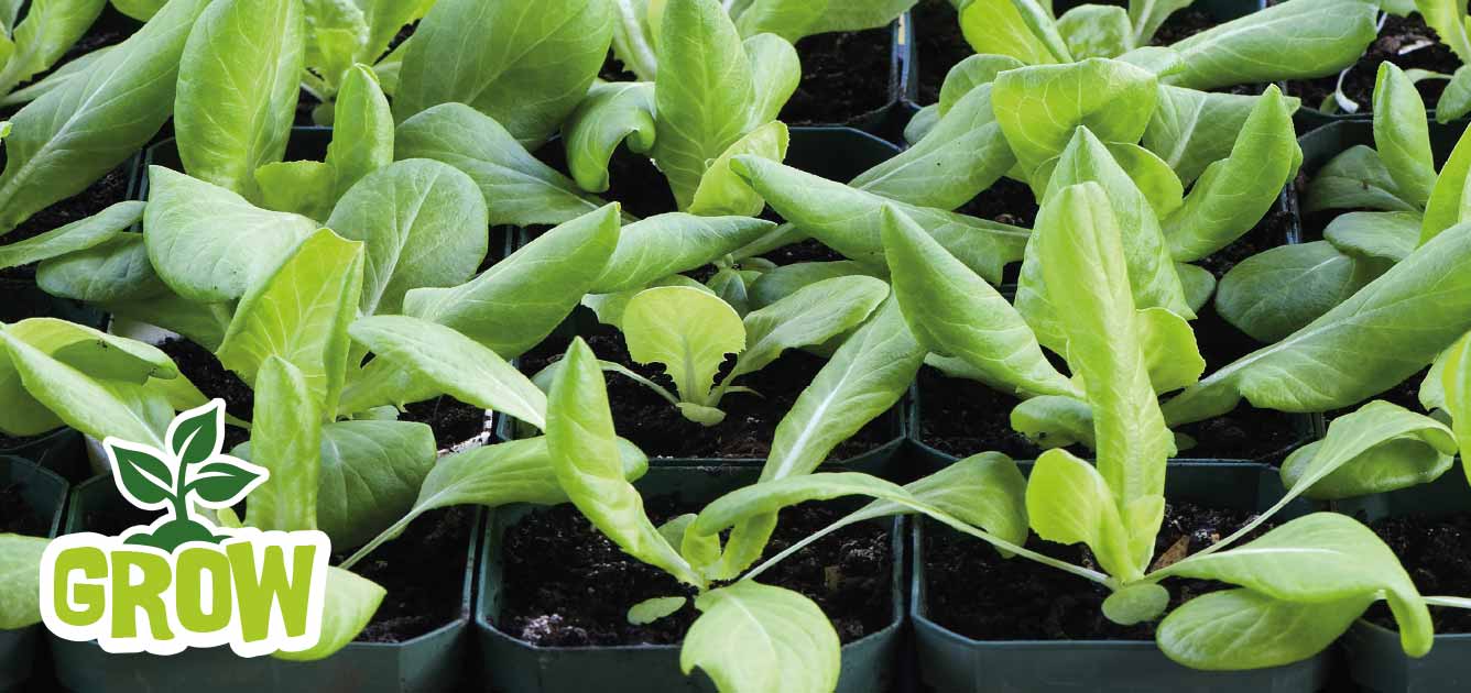 lettuce-garden-gang-1336 lettuce-garden-gang-1336