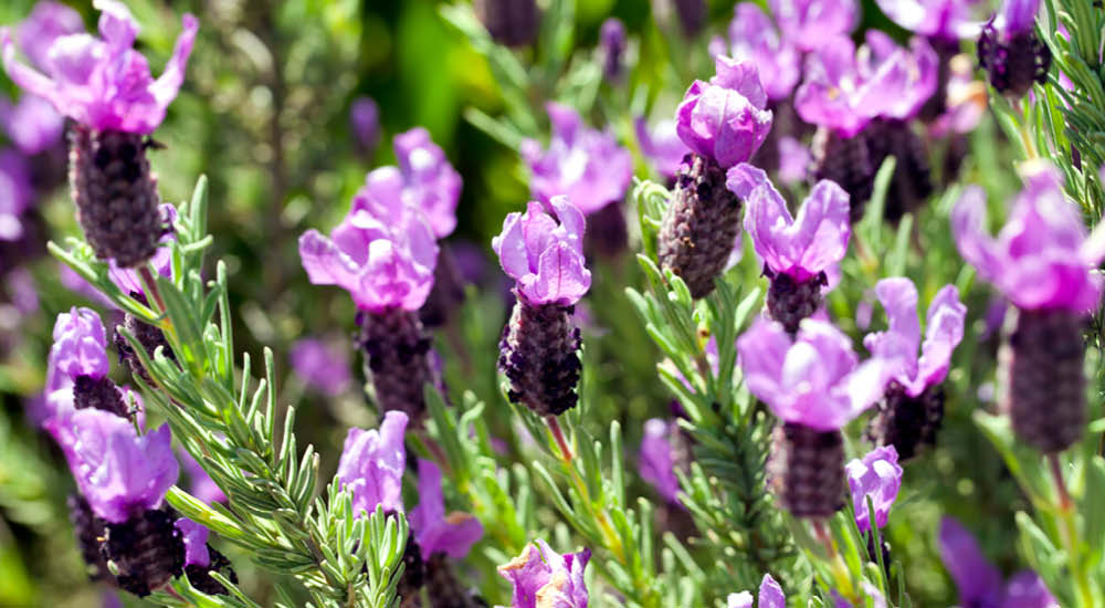 plant-focus-frenchlavender