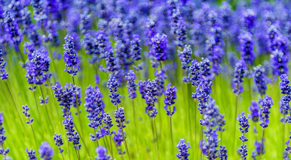 plant-focus-lavender plant-focus-lavender