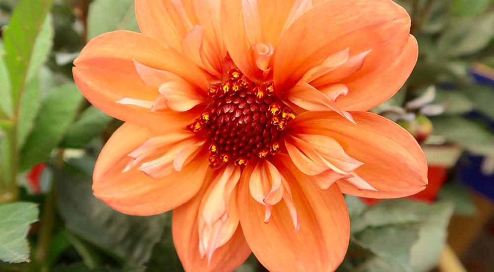 plant-focus-dahlias