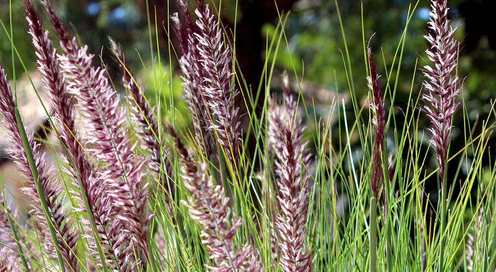 plant-focus-grasses