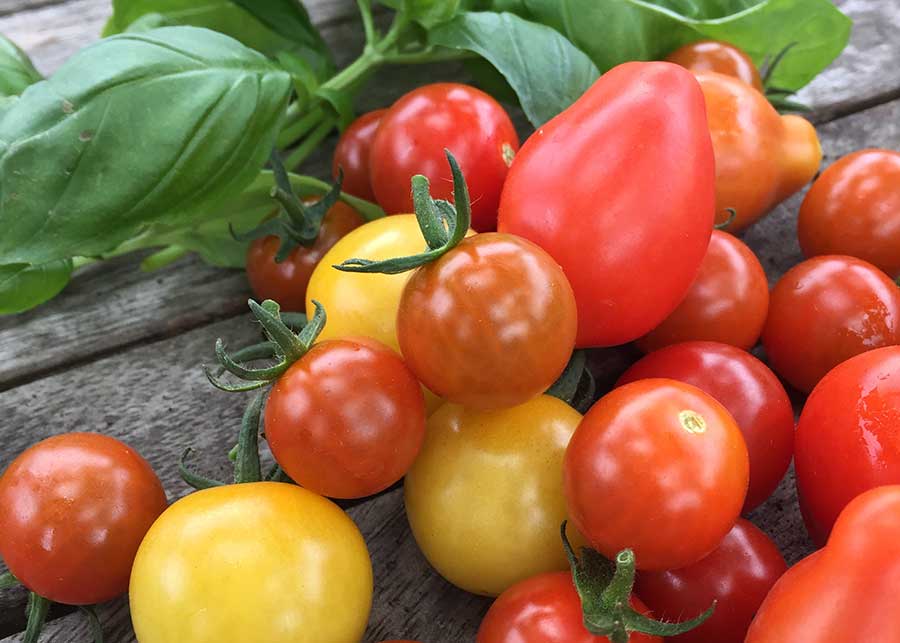 tomato-salsa-recipe
