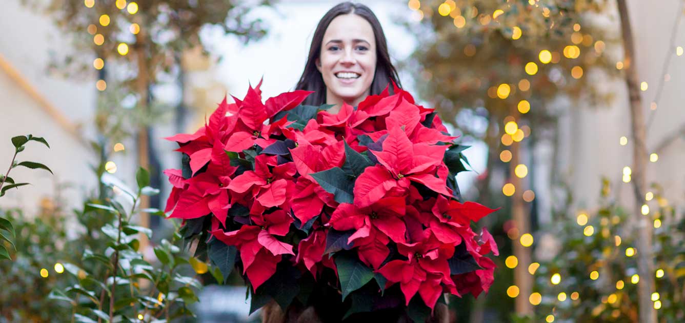 poinsettia-the-christmas-star-1336x630 poinsettia-the-christmas-star-1336x630