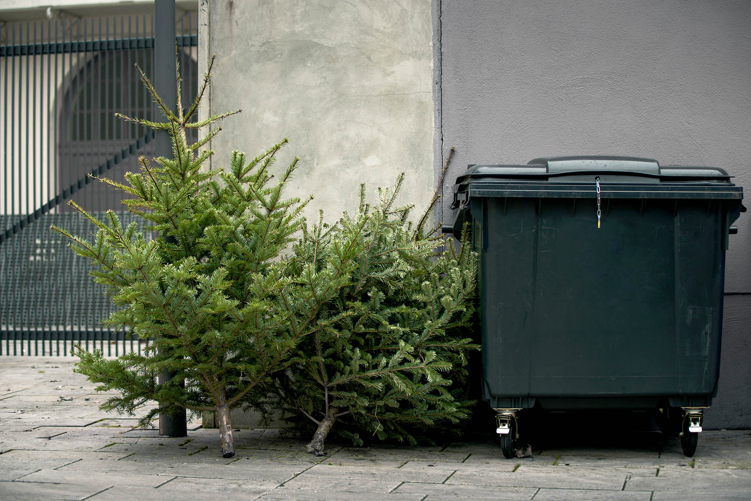 Haskins Garden Centres encourage locals to recycle their Christmas tree – Haskins Garden Centres