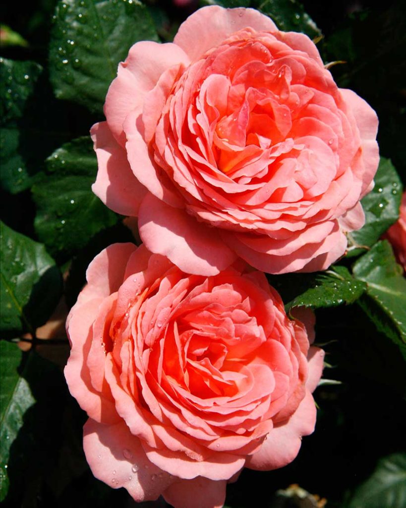 name-rose-2018
