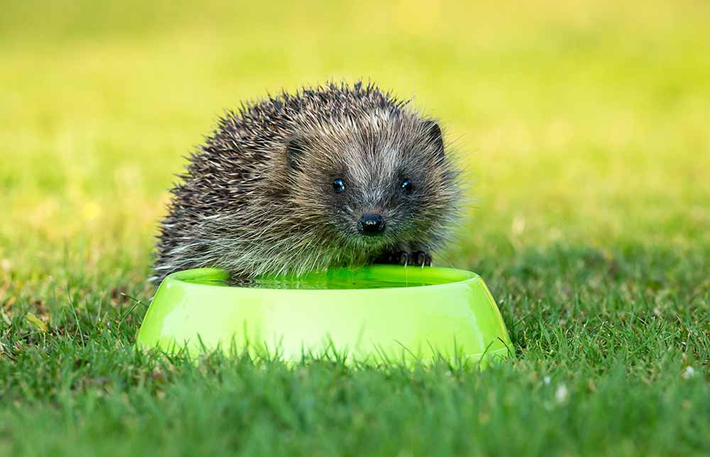 Popular-garden-centre-group-issues-advice-on-water-harvesting-and-caring-for-the-garden-as-heatwave-looks-set-to-continue