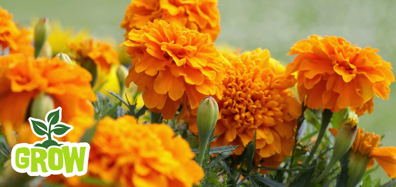 gang-grow-marigold gang-grow-marigold