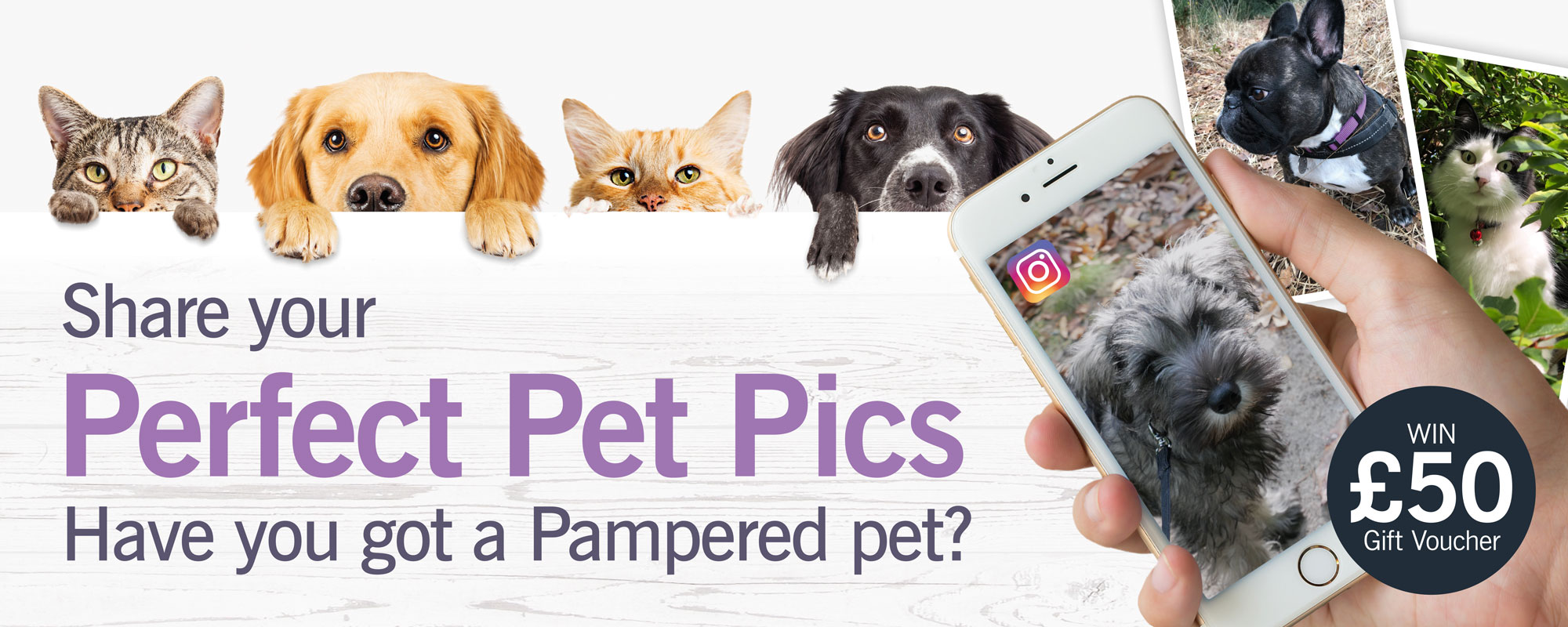 Pet-Competition-2019-Web-header Pet-Competition-2019-Web-header