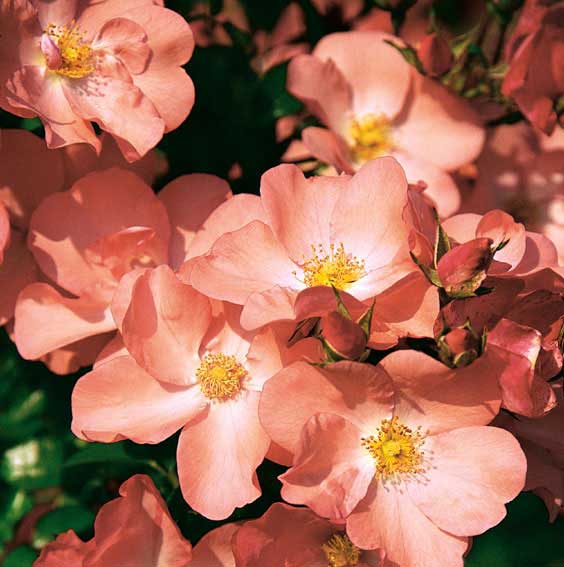 Rose-Flower-Carpet-Corala