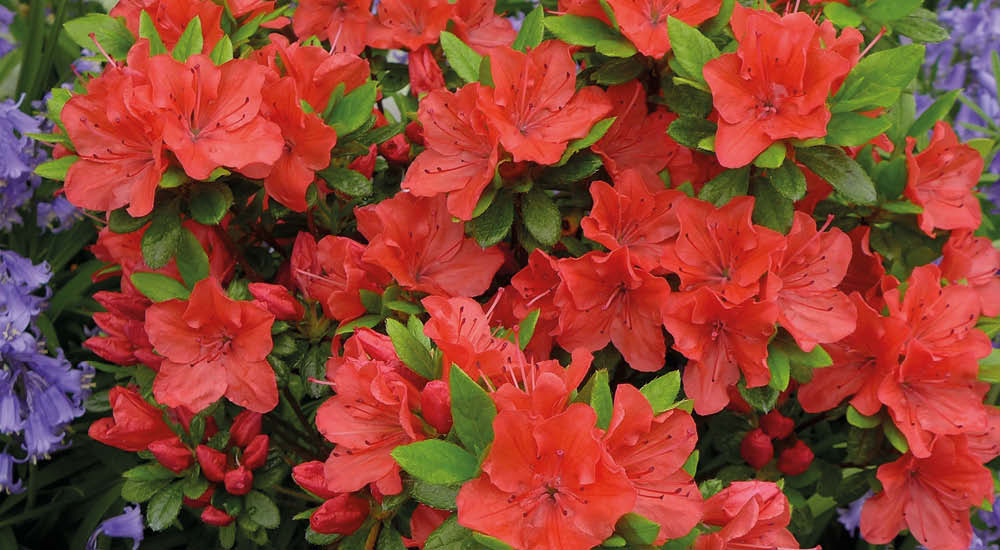 plant-focus-azaleas