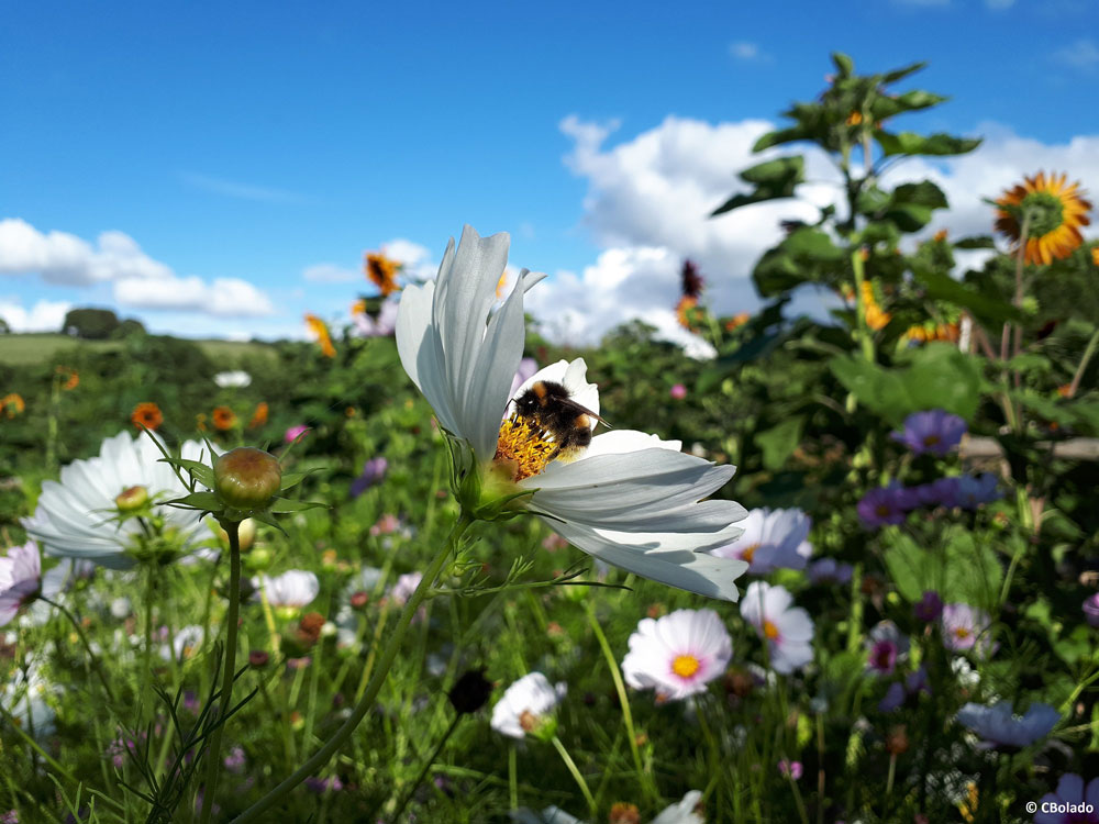 Dorset-Wildlife-Trust Dorset-Wildlife-Trust