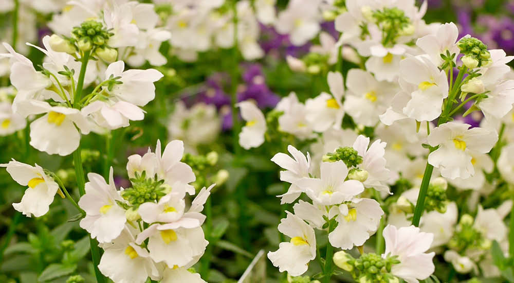 Nemesia Haskins Garden Centres