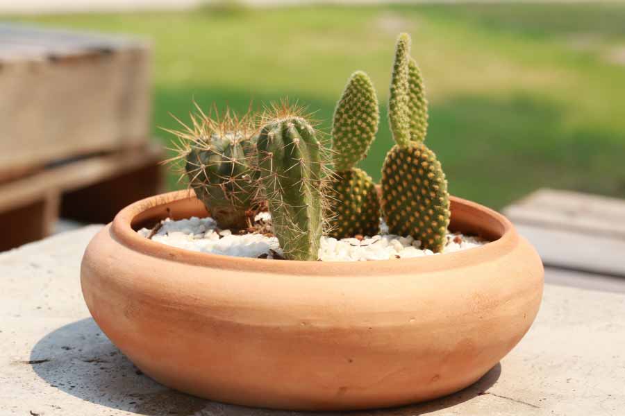Cacti Cacti