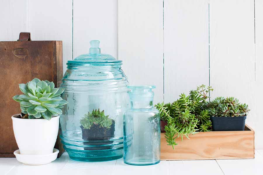Clean-air-houseplants-from-Haskins-Garden-Centres