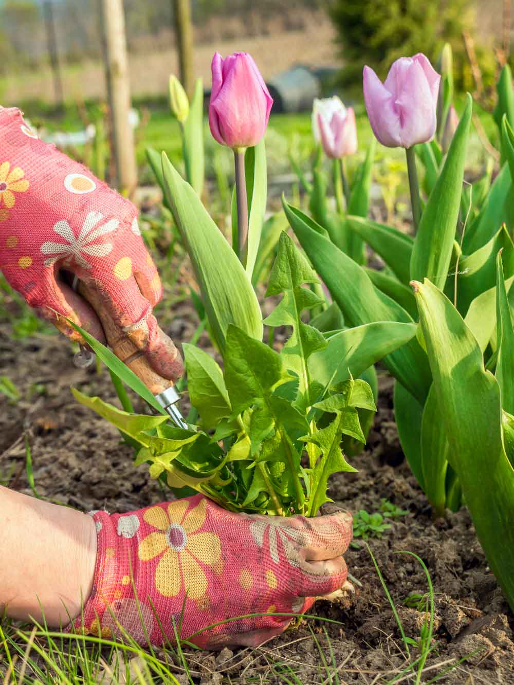 garden-weeding garden-weeding