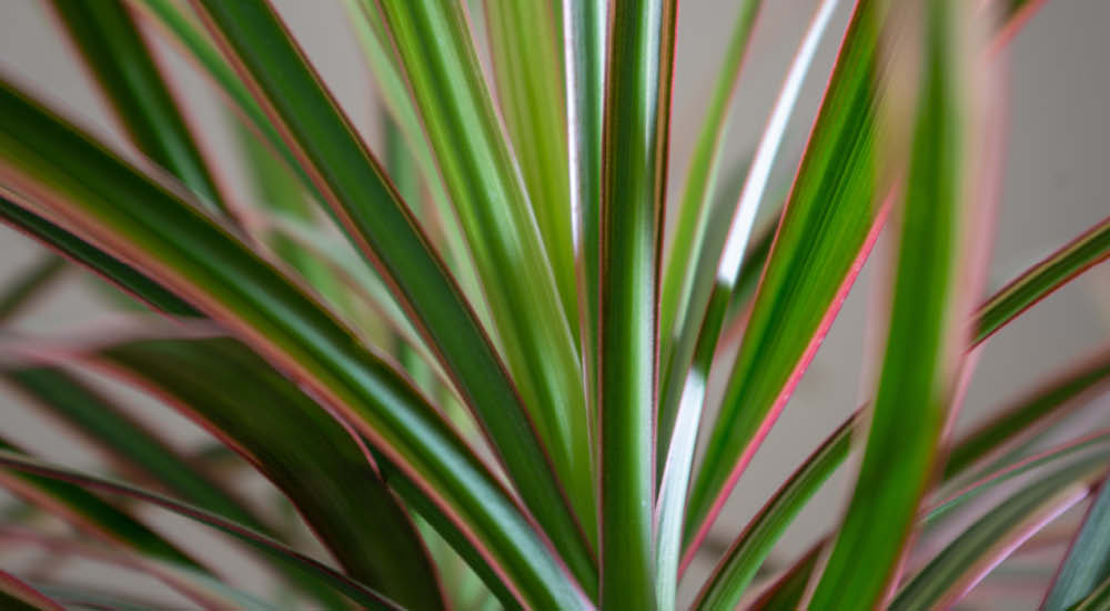 plant-focus-dracaena