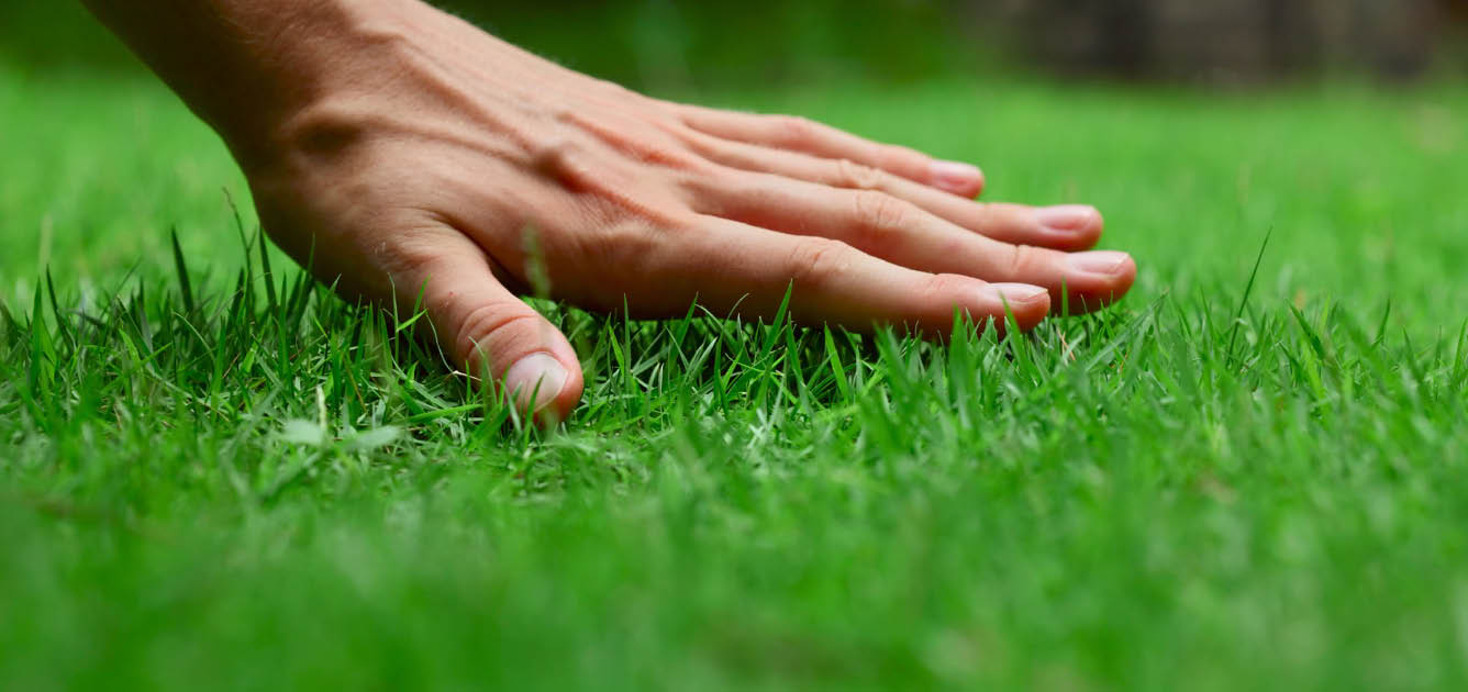 lawn-tips-grass-1336