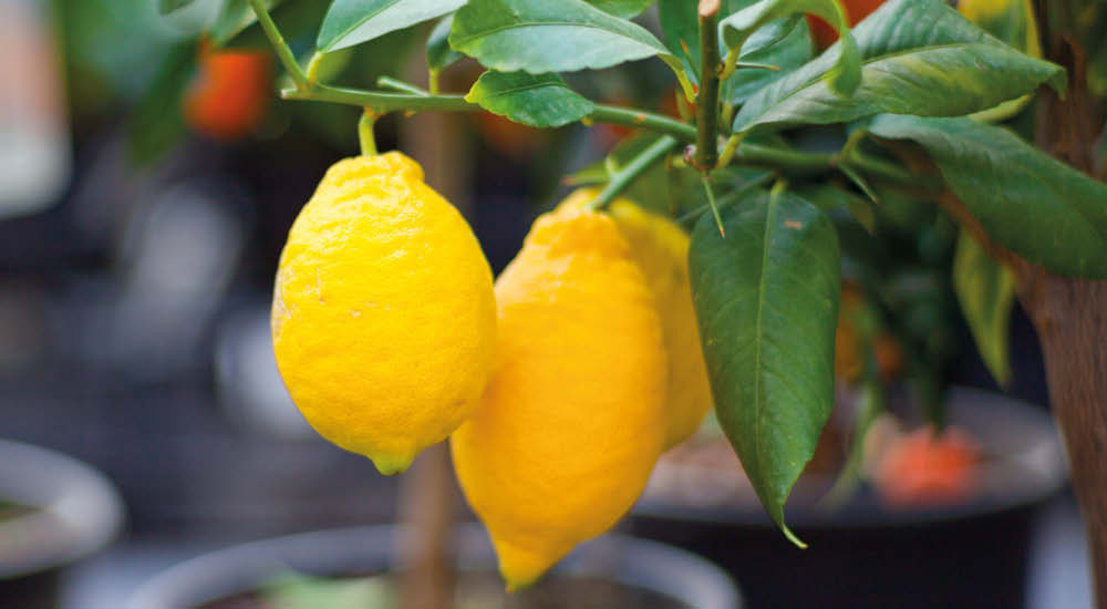 plant-focus-citrus