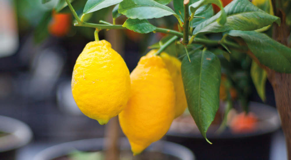 plant-focus-citrus plant-focus-citrus
