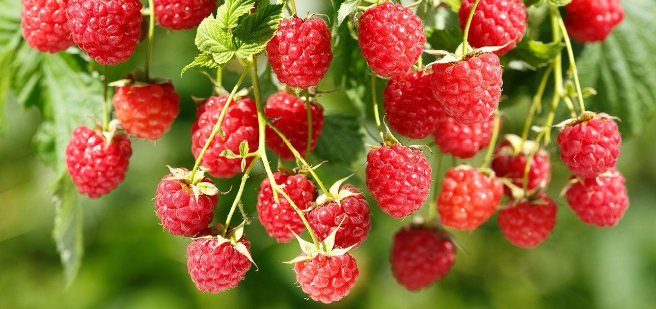 Raspberries