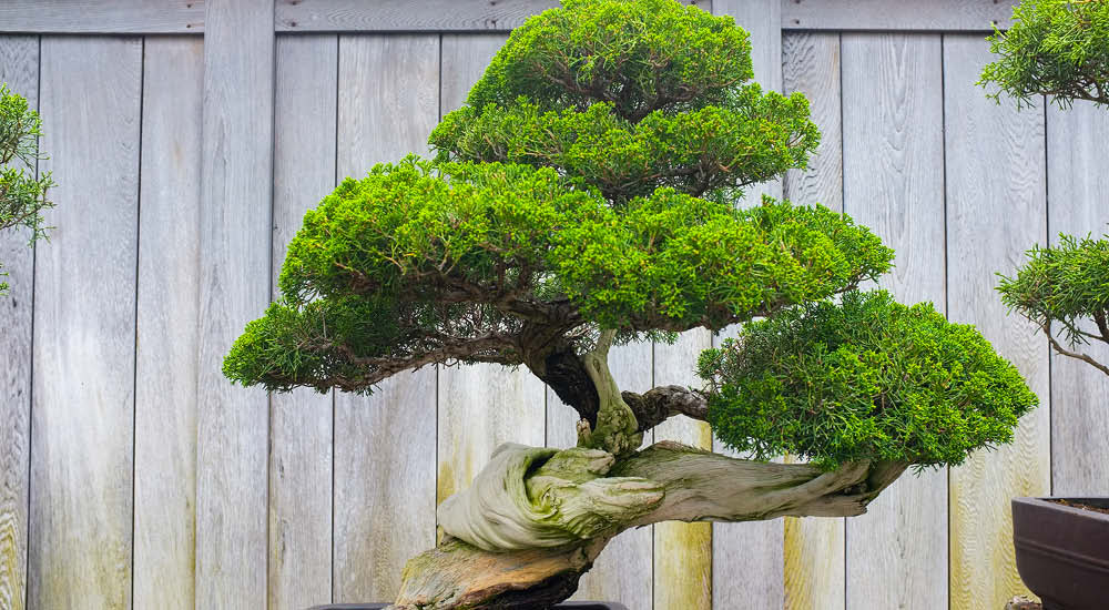 Bonsai - Haskins Garden Centres