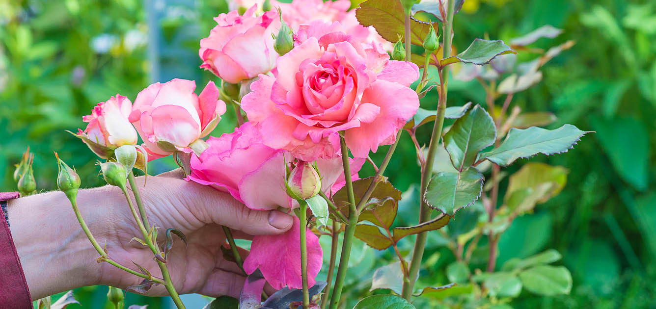 Types of Roses and Rose Care