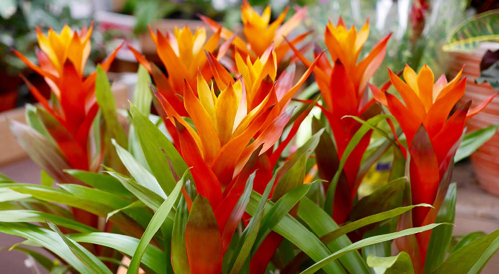 plant-focus-bromeliads